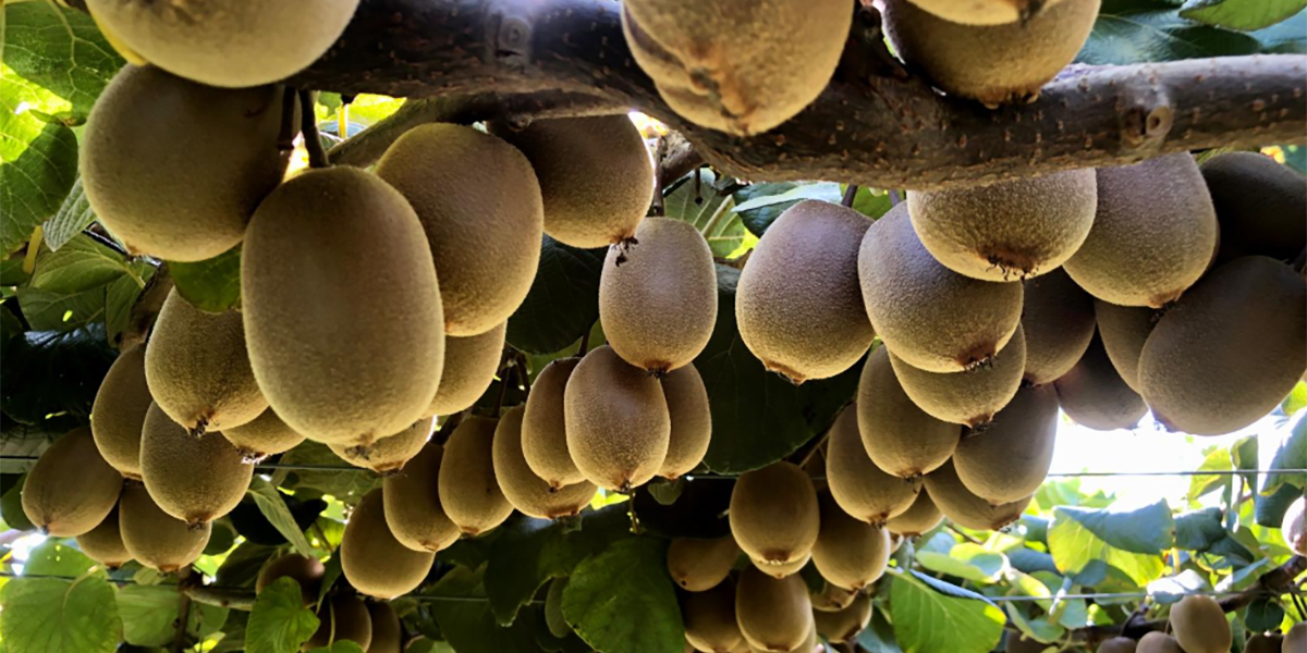 Kiwi, parte la nuova stagione tra prezzi in rialzo e mercati in fermento